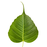 Single Body Leaf