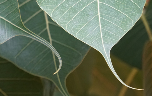 Bodhi Leaf - Natural Dull Green R